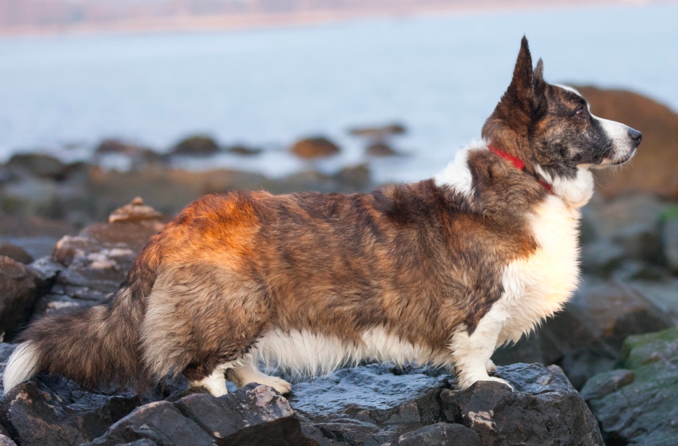 Cardigan Welsh Corgi