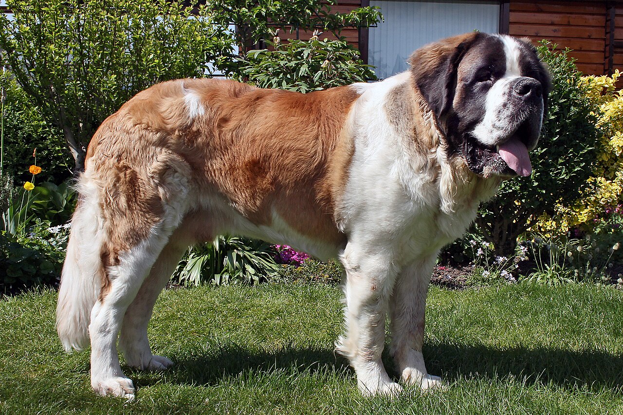 Saint Bernard